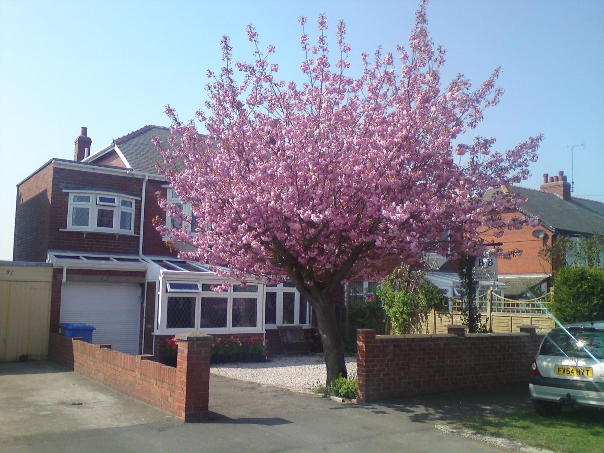 Cherry Blossom Guest House ウィットビー エクステリア 写真